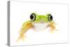 Lemur Leaf Frog (Hylomantis Lemur) Captive, Occurs in Central and South America-Edwin Giesbers-Stretched Canvas