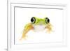 Lemur Leaf Frog (Hylomantis Lemur) Captive, Occurs in Central and South America-Edwin Giesbers-Framed Photographic Print