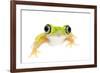 Lemur Leaf Frog (Hylomantis Lemur) Captive, Occurs in Central and South America-Edwin Giesbers-Framed Photographic Print