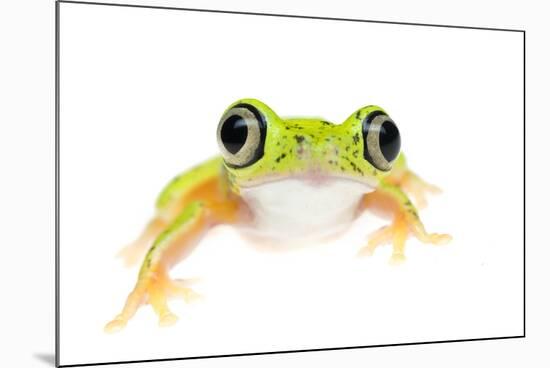 Lemur Leaf Frog (Hylomantis Lemur) Captive, Occurs in Central and South America-Edwin Giesbers-Mounted Photographic Print