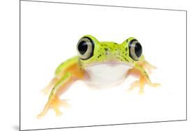 Lemur Leaf Frog (Hylomantis Lemur) Captive, Occurs in Central and South America-Edwin Giesbers-Mounted Photographic Print