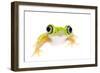 Lemur Leaf Frog (Hylomantis Lemur) Captive, Occurs in Central and South America-Edwin Giesbers-Framed Photographic Print