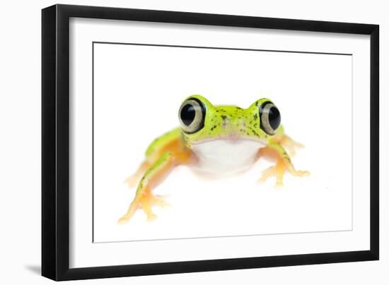 Lemur Leaf Frog (Hylomantis Lemur) Captive, Occurs in Central and South America-Edwin Giesbers-Framed Photographic Print