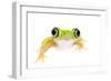 Lemur Leaf Frog (Hylomantis Lemur) Captive, Occurs in Central and South America-Edwin Giesbers-Framed Photographic Print