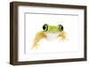 Lemur Leaf Frog (Hylomantis Lemur) Captive, Occurs in Central and South America-Edwin Giesbers-Framed Premium Photographic Print