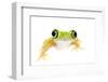 Lemur Leaf Frog (Hylomantis Lemur) Captive, Occurs in Central and South America-Edwin Giesbers-Framed Premium Photographic Print