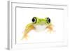 Lemur Leaf Frog (Hylomantis Lemur) Captive, Occurs in Central and South America-Edwin Giesbers-Framed Photographic Print