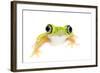 Lemur Leaf Frog (Hylomantis Lemur) Captive, Occurs in Central and South America-Edwin Giesbers-Framed Photographic Print