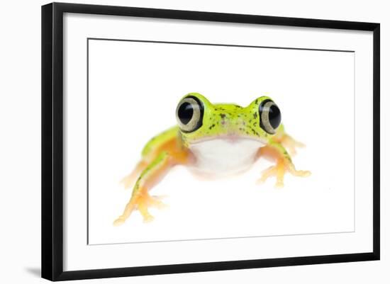 Lemur Leaf Frog (Hylomantis Lemur) Captive, Occurs in Central and South America-Edwin Giesbers-Framed Photographic Print