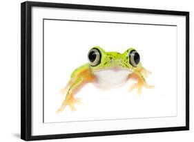 Lemur Leaf Frog (Hylomantis Lemur) Captive, Occurs in Central and South America-Edwin Giesbers-Framed Photographic Print