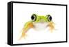 Lemur Leaf Frog (Hylomantis Lemur) Captive, Occurs in Central and South America-Edwin Giesbers-Framed Stretched Canvas