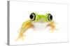 Lemur Leaf Frog (Hylomantis Lemur) Captive, Occurs in Central and South America-Edwin Giesbers-Stretched Canvas