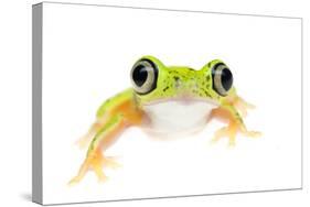 Lemur Leaf Frog (Hylomantis Lemur) Captive, Occurs in Central and South America-Edwin Giesbers-Stretched Canvas