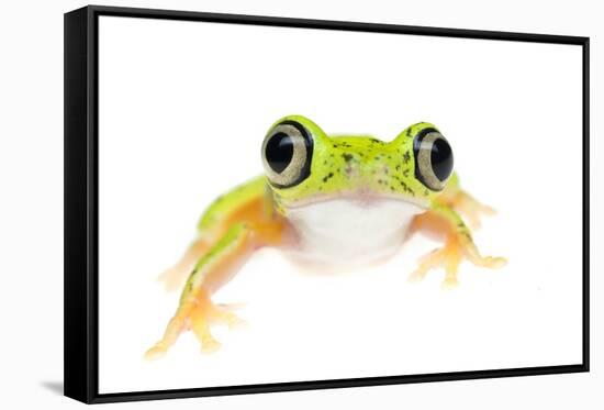 Lemur Leaf Frog (Hylomantis Lemur) Captive, Occurs in Central and South America-Edwin Giesbers-Framed Stretched Canvas