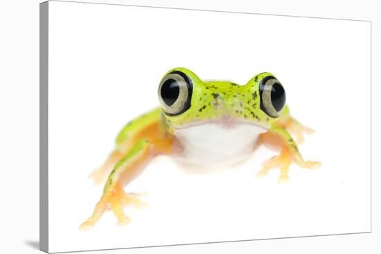 Lemur Leaf Frog (Hylomantis Lemur) Captive, Occurs in Central and South America-Edwin Giesbers-Stretched Canvas