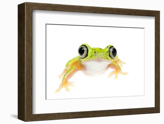 Lemur Leaf Frog (Hylomantis Lemur) Captive, Occurs in Central and South America-Edwin Giesbers-Framed Photographic Print