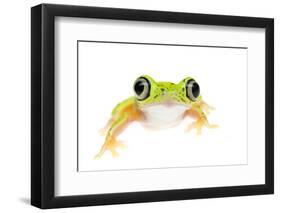 Lemur Leaf Frog (Hylomantis Lemur) Captive, Occurs in Central and South America-Edwin Giesbers-Framed Photographic Print