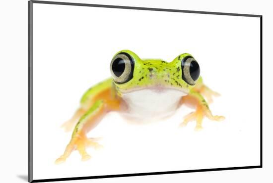 Lemur Leaf Frog (Hylomantis Lemur) Captive, Occurs in Central and South America-Edwin Giesbers-Mounted Photographic Print