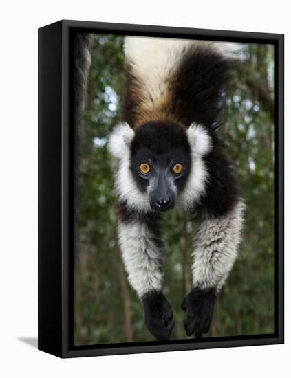 Lemur, Madagascar-Andres Morya Hinojosa-Framed Stretched Canvas