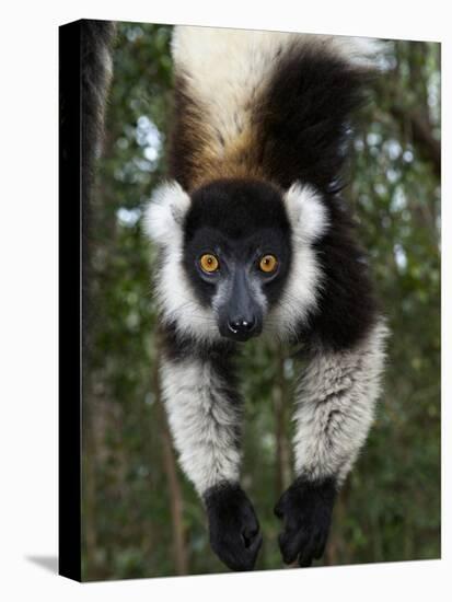 Lemur, Madagascar-Andres Morya Hinojosa-Stretched Canvas