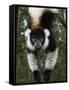 Lemur, Madagascar-Andres Morya Hinojosa-Framed Stretched Canvas