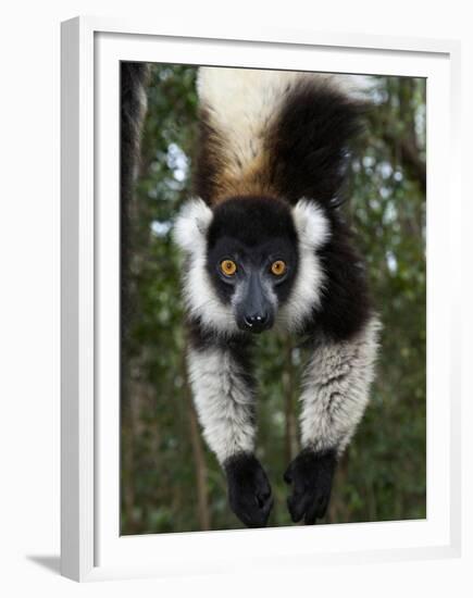 Lemur, Madagascar-Andres Morya Hinojosa-Framed Premium Photographic Print