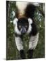 Lemur, Madagascar-Andres Morya Hinojosa-Mounted Premium Photographic Print