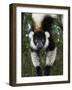 Lemur, Madagascar-Andres Morya Hinojosa-Framed Photographic Print