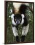 Lemur, Madagascar-Andres Morya Hinojosa-Framed Photographic Print