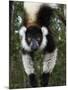 Lemur, Madagascar-Andres Morya Hinojosa-Mounted Photographic Print