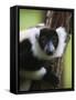Lemur, Perinet Reserve, Toamasina, Madagascar-Keren Su-Framed Stretched Canvas