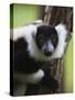 Lemur, Perinet Reserve, Toamasina, Madagascar-Keren Su-Stretched Canvas