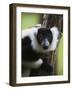 Lemur, Perinet Reserve, Toamasina, Madagascar-Keren Su-Framed Photographic Print