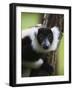 Lemur, Perinet Reserve, Toamasina, Madagascar-Keren Su-Framed Photographic Print