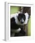 Lemur, Perinet Reserve, Toamasina, Madagascar-Keren Su-Framed Photographic Print