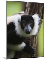 Lemur, Perinet Reserve, Toamasina, Madagascar-Keren Su-Mounted Photographic Print