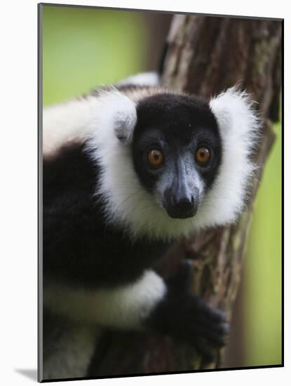 Lemur, Perinet Reserve, Toamasina, Madagascar-Keren Su-Mounted Photographic Print
