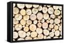 Framed Canvas