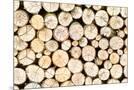 Wood Mount