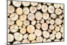 Wood Mount