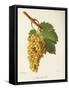 Lenc De L'El Grape-J. Troncy-Framed Stretched Canvas