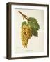 Lenc De L'El Grape-J. Troncy-Framed Giclee Print