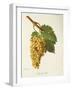 Lenc De L'El Grape-J. Troncy-Framed Giclee Print