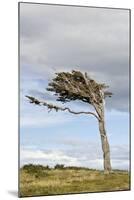 Lenga (Nothofagus pumilio) habit, flagged due to strong winds, Southern Patagonia-Krystyna Szulecka-Mounted Photographic Print