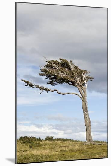 Lenga (Nothofagus pumilio) habit, flagged due to strong winds, Southern Patagonia-Krystyna Szulecka-Mounted Photographic Print