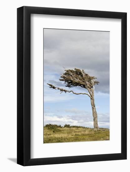 Lenga (Nothofagus pumilio) habit, flagged due to strong winds, Southern Patagonia-Krystyna Szulecka-Framed Photographic Print