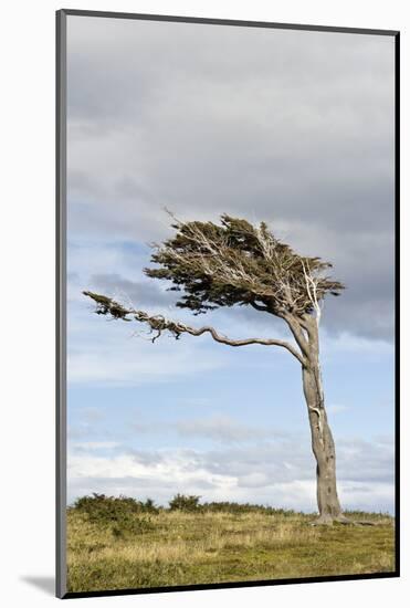 Lenga (Nothofagus pumilio) habit, flagged due to strong winds, Southern Patagonia-Krystyna Szulecka-Mounted Photographic Print