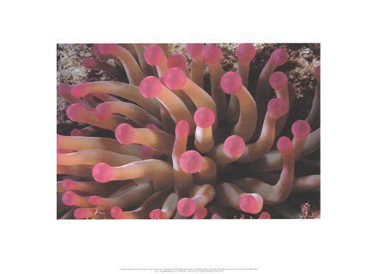 Lithograph, , large