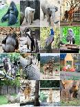 Collage Of Different Animals-LeniKovaleva-Mounted Art Print