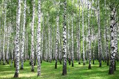 Morning Autumn Birch Grove in the End of September-LeniKovaleva-Photographic Print